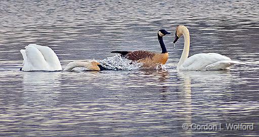 Got Too Close_DSCF6639.jpg - Trumpeter Swans (Cygnus buccinator) & Canada Goose (Branta canadensis)Photographed along the Rideau Canal Waterway at Smiths Falls, Ontario, Canada.